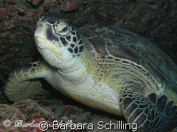 Green Turtle having a rest. Taken with with a Canon EOS 2... by Barbara Schilling 